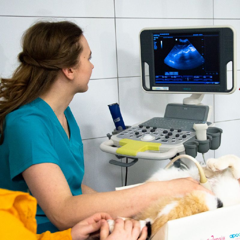 Badanie usg